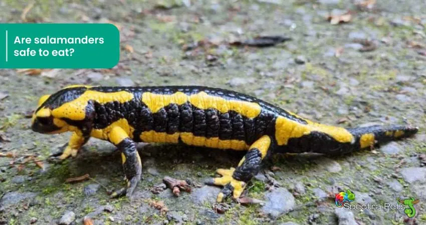 Are salamanders safe to eat