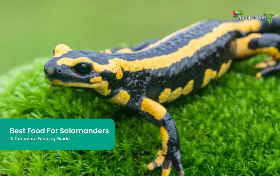Best Food For Salamanders: A Complete Feeding Guide