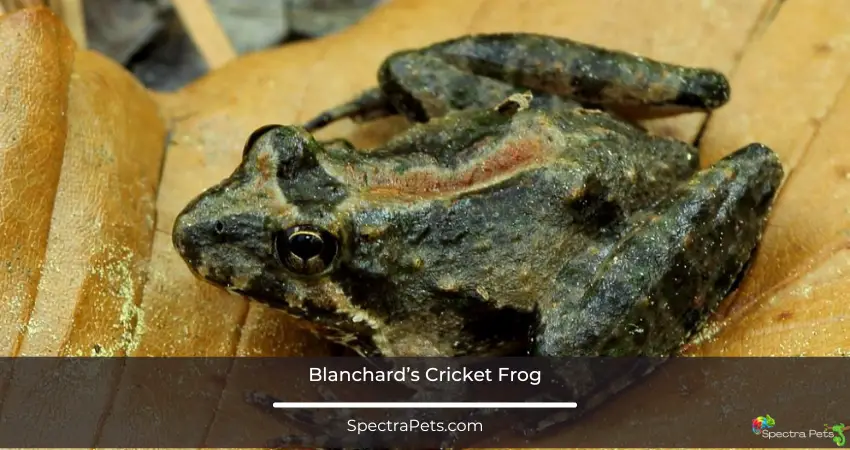 Blanchard’s Cricket Frog