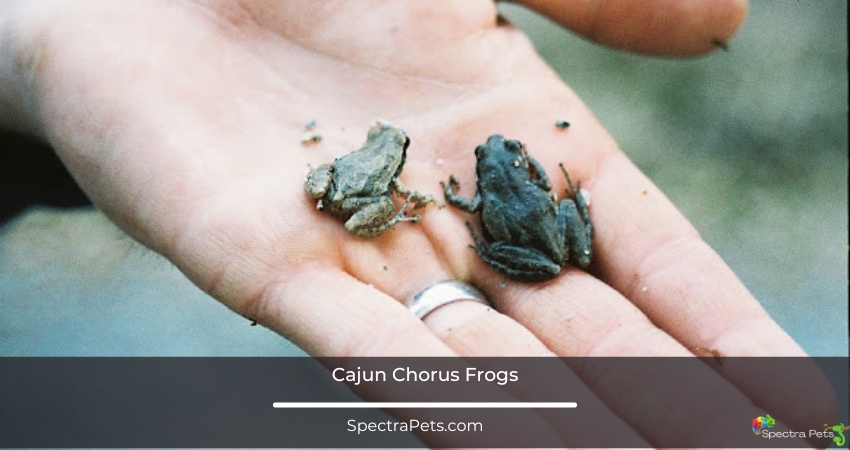 Cajun Chorus Frogs