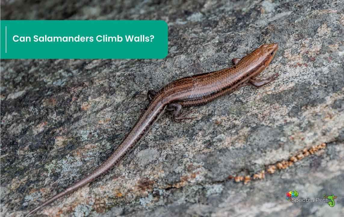 Can Salamanders Climb Walls? (And More On Salamander Feet)