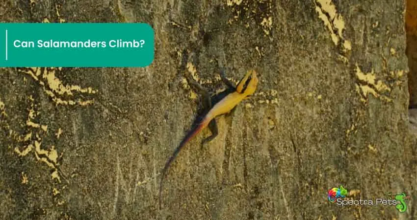 Can Salamanders Climb