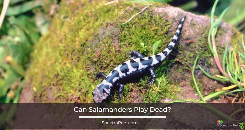 Can Salamanders Play Dead?