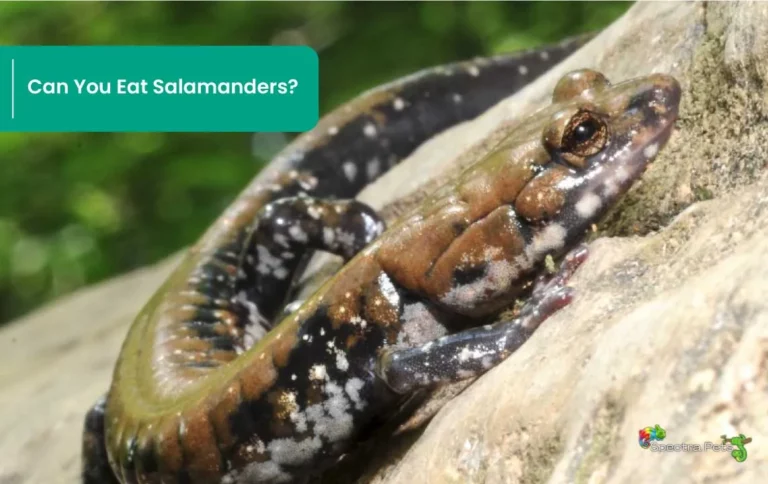 Can you eat salamanders?: The big debate