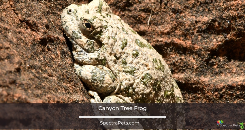 Canyon tree frog