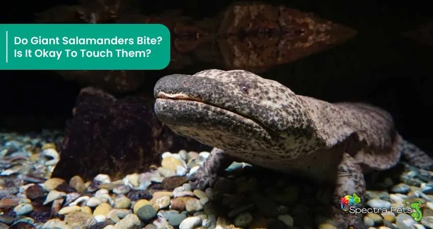 Do Giant Salamanders Bite Is It Okay To Touch Them