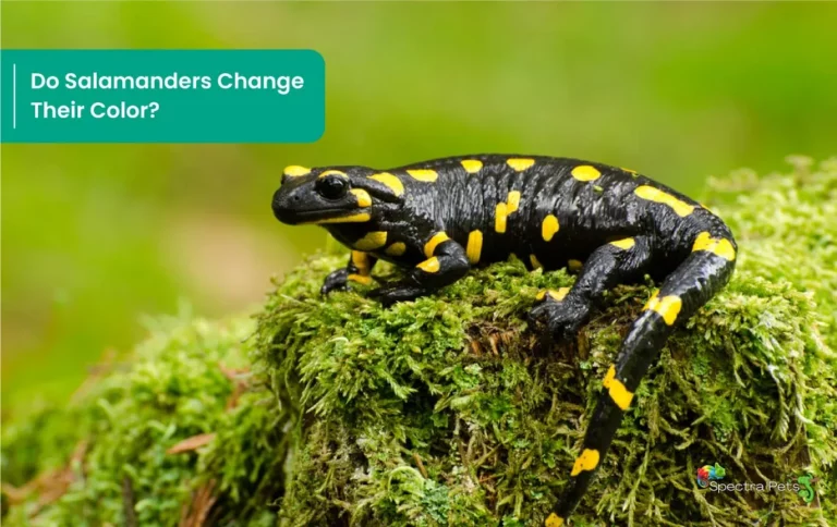 Do Salamanders Change Their Color?