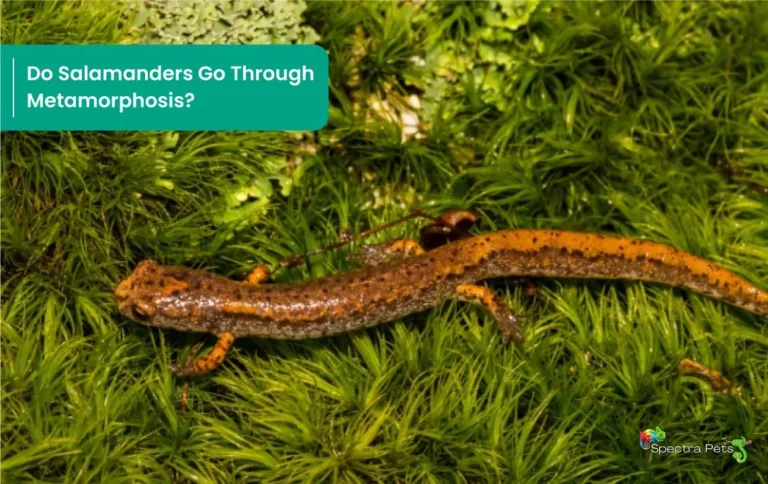 Do Salamanders Go Through Metamorphosis? Let’s Find Out
