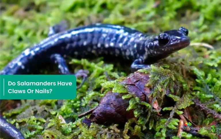 Do Salamanders Have Claws Or Nails? A Closer Look