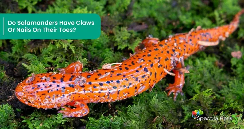 Do Salamanders Have Claws Or Nails On Their Toes