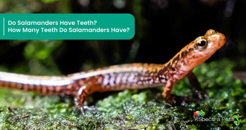 Do Salamanders Have Teeth How Many Teeth Do Salamanders Have