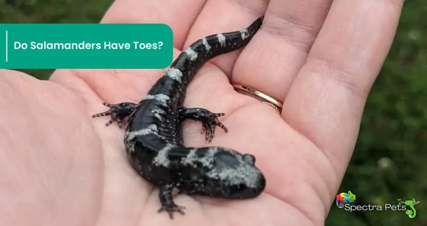 Do Salamanders Have Toes