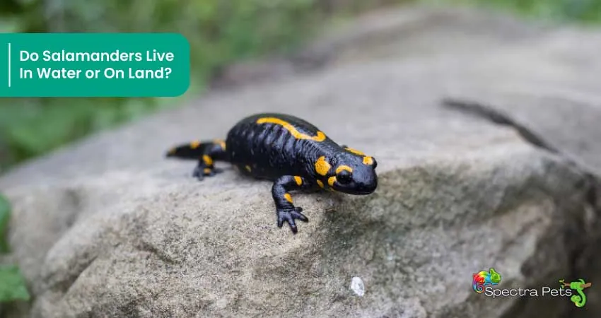 Do Salamanders Live In Water or On Land