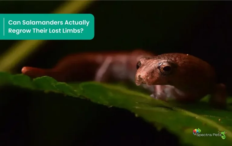 Fact Or Myth : Can Salamanders Actually Regrow Their Lost Limbs?