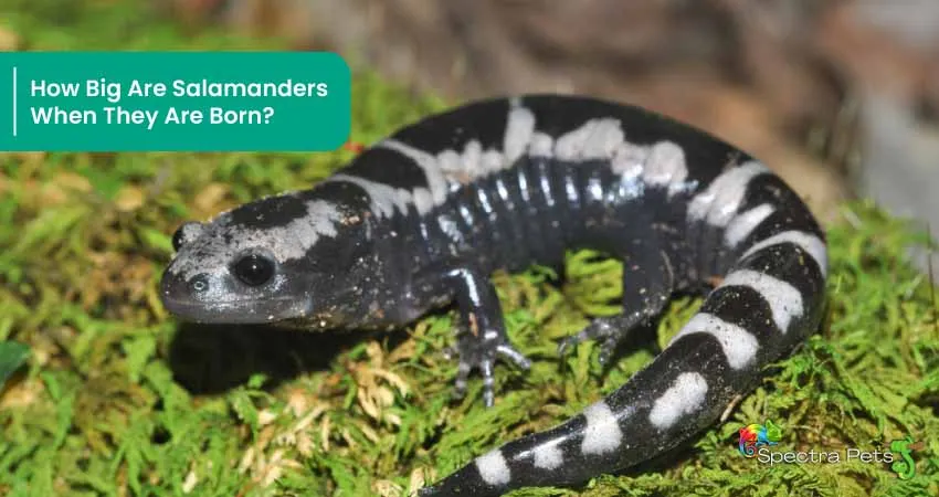 How Big Are Salamanders When They Are Born