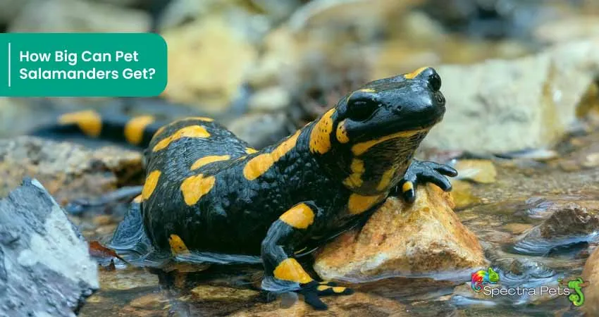 How Big Can Pet Salamanders Get