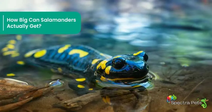 How Big Can Salamanders Actually Get