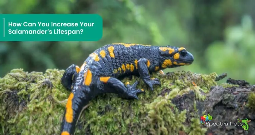 How Can You Increase Your Salamanders Lifespan