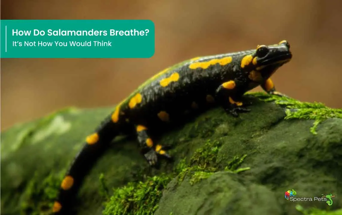 How Do Salamanders Breathe? It's Not How You Would Think