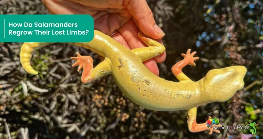 Fact Or Myth : Can Salamanders Actually Regrow Their Lost Limbs?