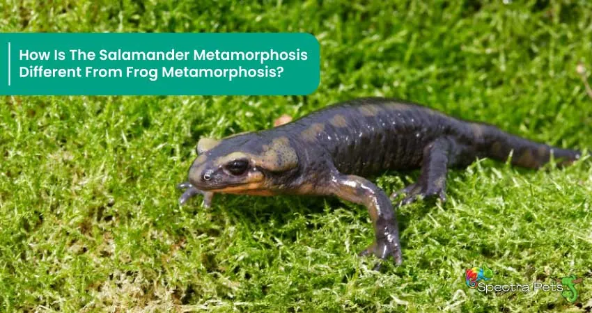 How Is The Salamander Metamorphosis Different From Frog Metamorphosis