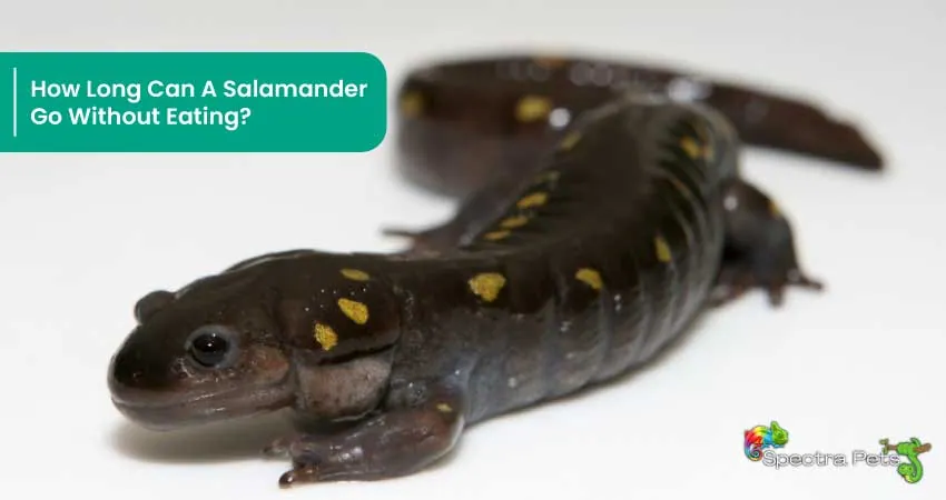 How Long Can A Salamander Go Without Eating
