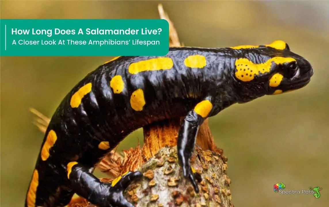 How Long Does A Salamander Live? [Wild Vs. Captivity]