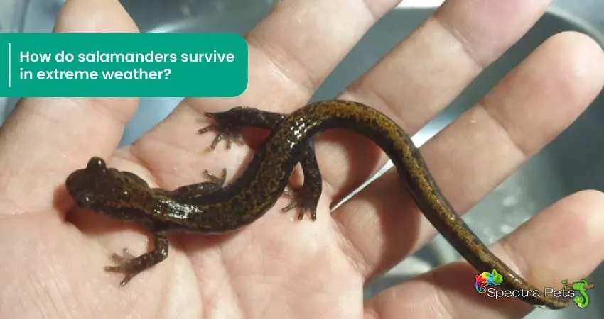 How do salamanders survive in extreme weather