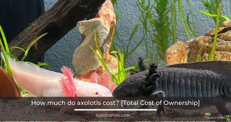 How much do axolotls cost? [Total Cost of Ownership]