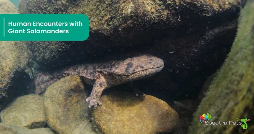 Human Encounters with Giant Salamanders