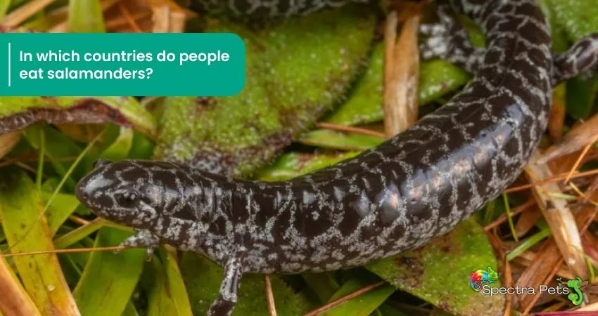 In which countries do people eat salamanders Do humans eat salamanders