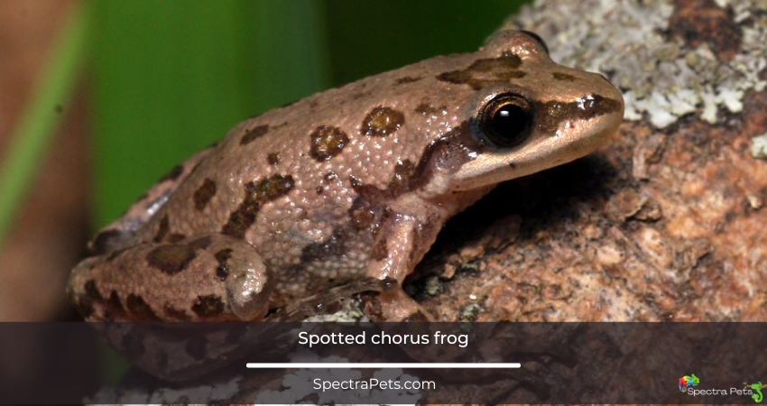 Spotted chorus frog