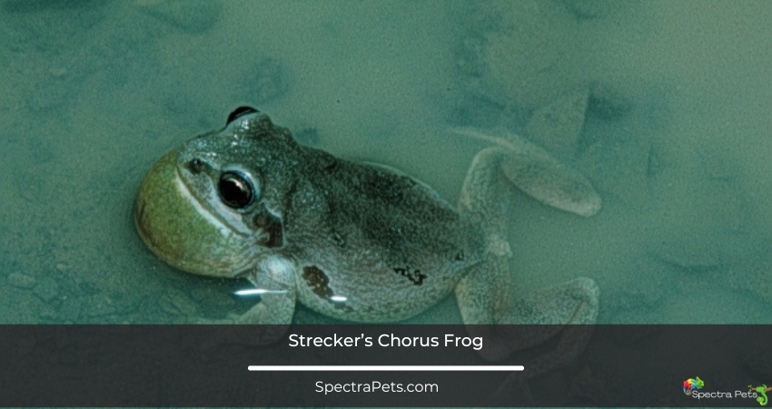 Strecker’s chorus frog