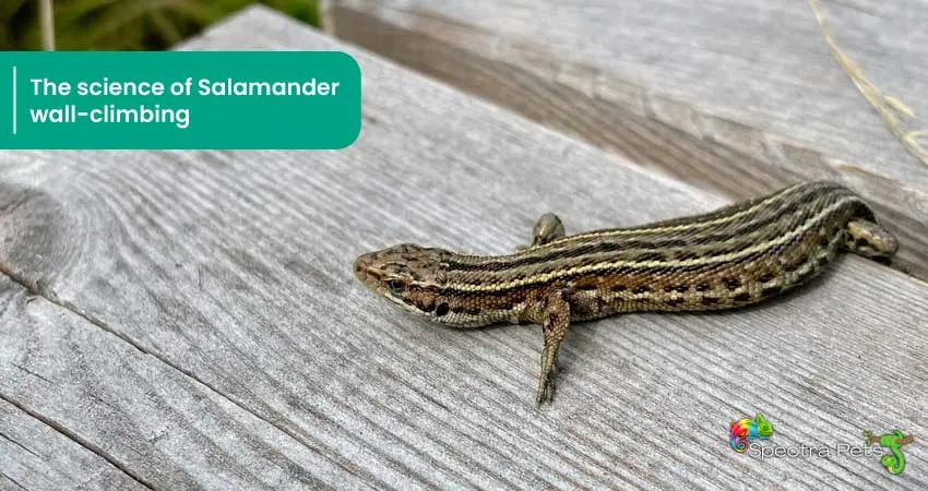 The science of Salamander wall climbing