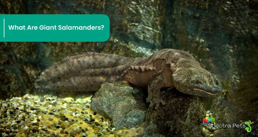 What Are Giant Salamanders