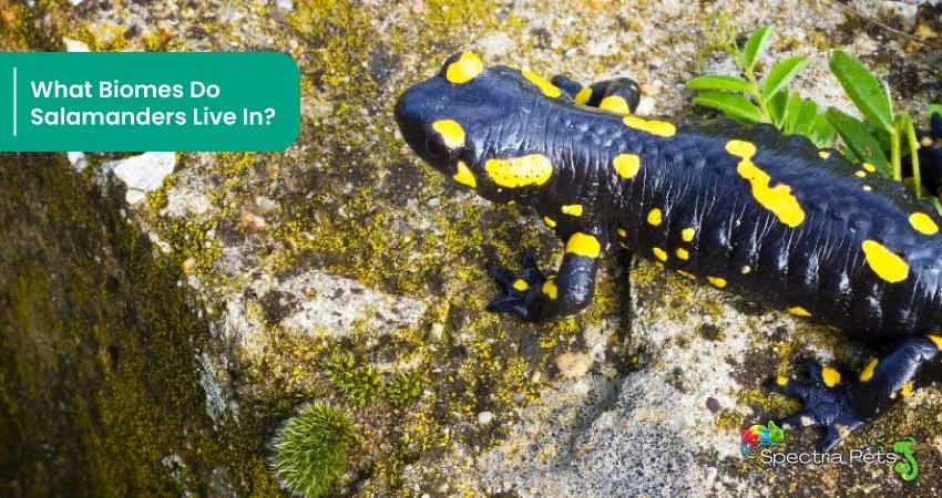 What Biomes Do Salamanders Live In