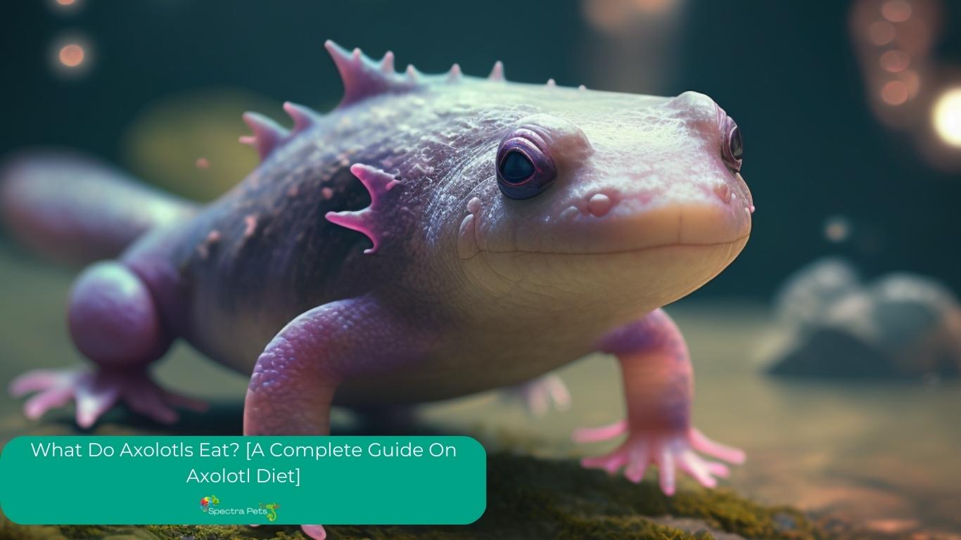 Axolotl Food Guide - Best natural and commercial Food options