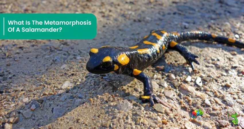 What Is The Metamorphosis Of A Salamander