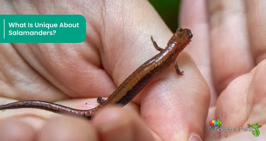What Is Unique About Salamanders