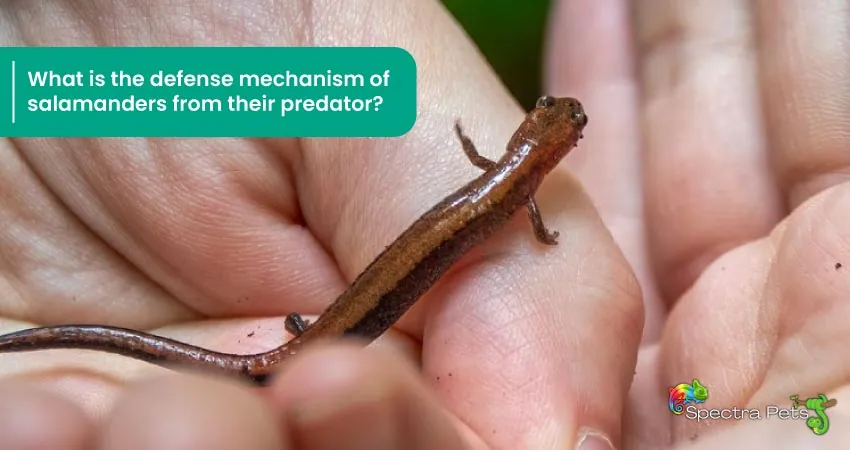 What is the defense mechanism of salamanders from their predator