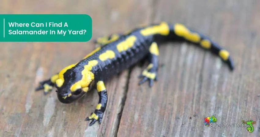 Where Can I Find A Salamander In My Yard