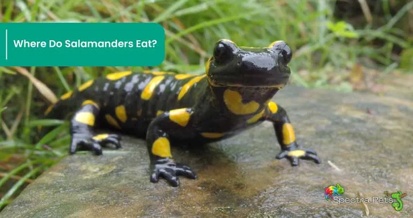 Where Do Salamanders Eat 1