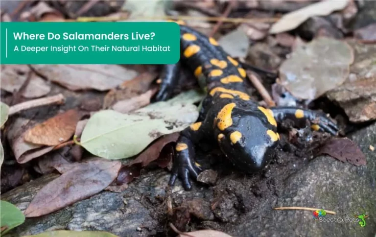 Where Do Salamanders Live? A Deeper Insight on Their Natural Habitat