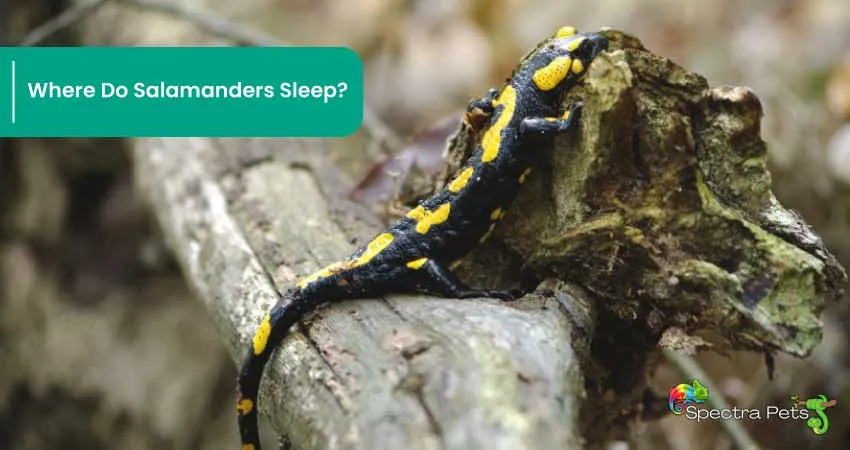 Where Do Salamanders Sleep