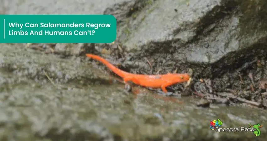 Why Can Salamanders Regrow Limbs And Humans Cant
