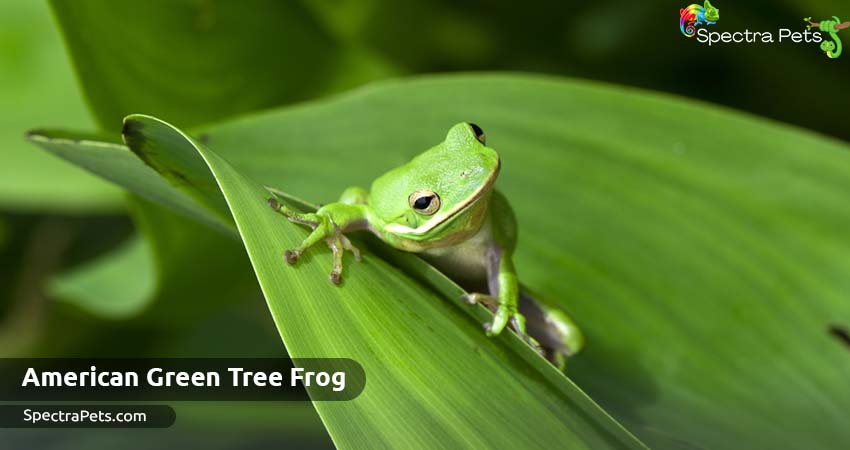  American Green tree frogs