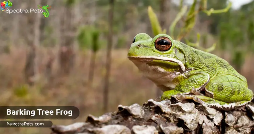 Barking Tree frog (Dryophytes gratiosus)