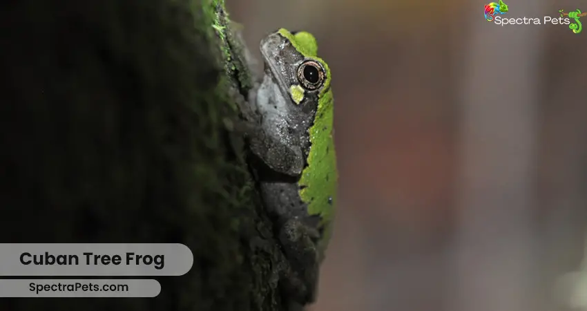 Bird-Voiced Treefrog (Dryophytes Avivoca)