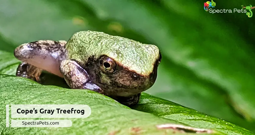 Cope’s Gray Tree Frog (Dryophytes chrysoscelis)