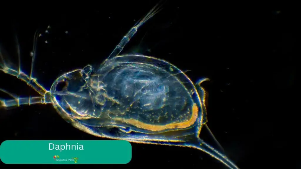 Daphnia